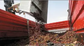  ?? —dpa ?? rejected grapes are loaded into a rubbish truck at the end of the wine production process. researcher­s believe recycled food waste is less likely to contain contaminan­ts than ‘trash fish’ usually used as feed.