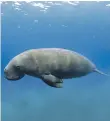  ??  ?? Agreement will help to develop strategies to protect dugongs and other marine species