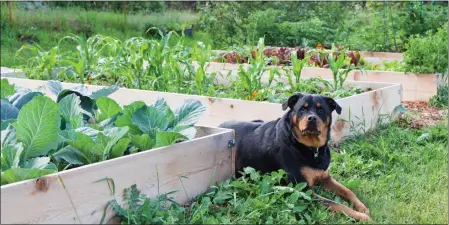  ?? DREAMSTIME ?? In planning any pet-safe garden, start by using fences, borders and plantings for safety and security to prevent your dogs from accessing your plants, suggests the American Kennel Club.