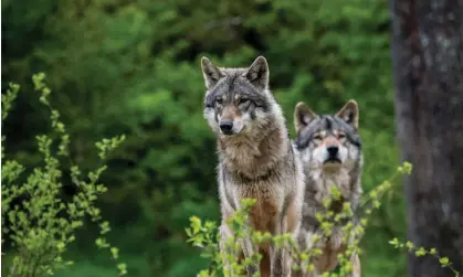  ?? Photograph: Arterra Picture Library/Alamy ?? European grey wolves. The Netherland­s is believed to be home to at least 20 adult wolves.
