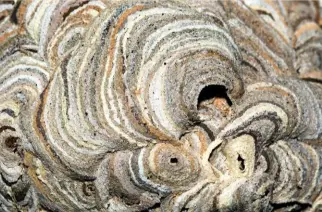  ??  ?? The beautiful swirling patterns of a nest show the variety of pulp materials used, resulting in bands of different shades.