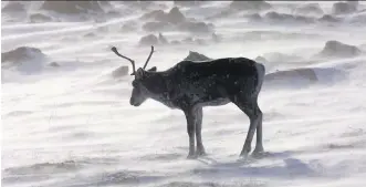  ?? NATHAN DENETTE/THE CANADIAN PRESS/FILES ?? Environmen­tal groups and First Nations want the federal government to use the Species at Risk Act to protect five threatened caribou herds in Alberta’s northeast.