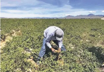  ??  ?? Petición. Los productore­s agrícolas piden al congreso la asignación de fondos para la reactivaci­ón.