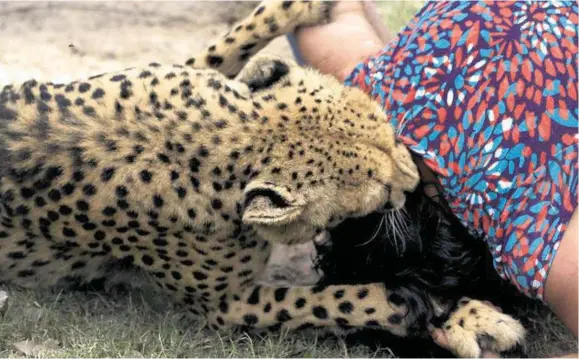  ??  ?? DRAMA: The shocking scene of Violet D’mello being mauled by a cheetah in Kragga Kamma game reserve near Port Elizabeth, South Africa