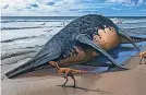  ?? ?? An artist’s impression of a washed-up Ichthyotit­an severnensi­s carcass on the beach