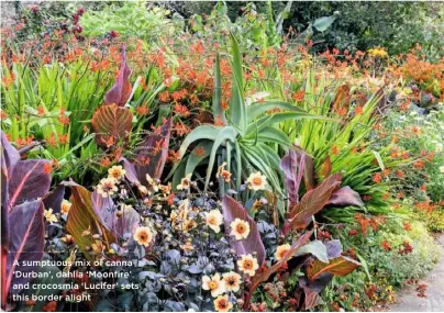  ??  ?? A sumptuous mix of canna ‘Durban’, dahlia ‘Moonfire’ and crocosmia ‘Lucifer’ sets this border alight ❤