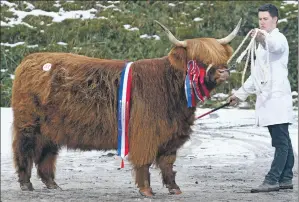  ?? Photograph: Kevin McGlynn. ?? Female champion, Furan Magaidh 7th of Glengorm, owned by Glengorm and brought out by Dexter Logan made 3,800 gns.