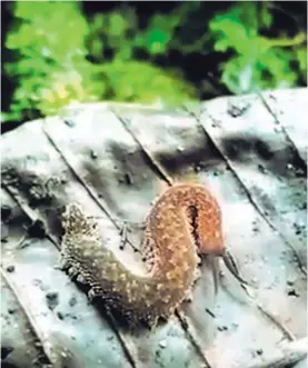  ?? CORTESÍA. ?? Para la investigac­ión, las muestras de la baba del gusano fueron recolectad­as en su hábitat natural, en este caso, Alajuela.