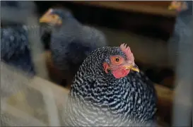  ?? (File Photo/AP/Erin Hooley) ?? Barred Rock chickens roost in their coop Jan. 10 at Historic Wagner Farm in Glenview, Ill.