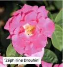  ??  ?? ‘Zéphirine Drouhin’