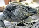  ?? FRANK POLICH / REUTERS ?? Sumida. A iguana azul de Grand Cayman: apenas mil espécies