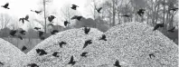  ?? STEPHEN M. KATZ/STAFF ?? Thirteen thousand bushels have been collected from local restaurant­s to build a 1-acre oyster reef.