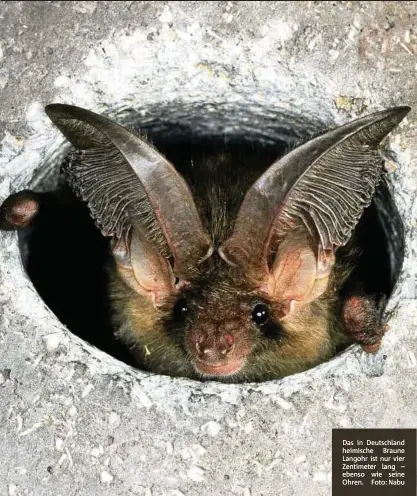  ??  ?? Das in Deutschlan­d heimische Braune Langohr ist nur vier Zentimeter lang – ebenso wie seine Ohren. Foto: Nabu