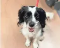  ?? COURTESY OF THE ARIZONA HUMANE SOCIETY ?? Always the first to greet with a large, goofy smile, sweet eyes and a wag of his fluffy tail, 4-year-old Kobe is about as delightful as they come.