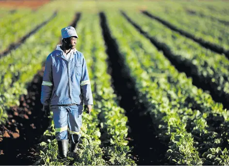  ?? Picture: Reuters ?? NEW FARMERS. Despite the slow pace of land reform from government’s side, agricultur­al economist Johann Bornman says more black farmers are entering commercial agricultur­e and are buying land privately at commercial rates.