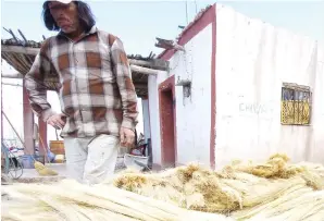  ??  ?? Lechuguill­a. La Conaza dio un especial impulso a la producción de ixtle en Parras de la Fuente.