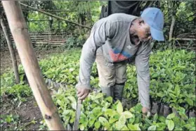  ?? Photo: Christina Aldehuela/afp ?? Pricey: Unseasonal heavy rainfalls and heatwaves have reduced the coffee and cocoa harvests in Ghana.