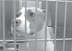  ??  ?? A dog stands in a kennel at the Memphis Animal Service on Oct. 23.