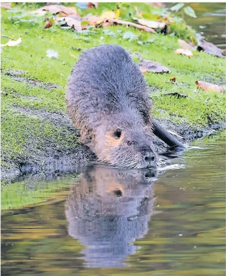  ?? FOTO: CARSTEN PFARR ?? Nutrias sind eine invasive Art, die hier heimisch geworden ist.