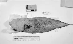  ?? — AFP photo ?? This undated handout photograph received from Museums Victoria in Melbourne shows a faceless fish, which has only been recorded once before by the pioneering scientific crew of HMS Challenger off Papua New Guinea in 1873, one of many species hauled up...