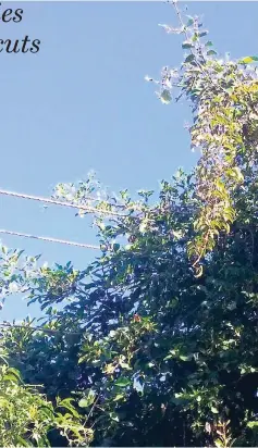  ?? PHOTO BY ERICA VIRTUE ?? Light wires from a JPS utility pole surrounded by trees in south Manchester.