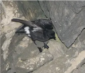  ??  ?? A ringed Mediterran­ean Storm-Petrel leaving its nest crevice on the islet of Filfla (Photo by BirdLife Malta)