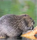  ??  ?? Endangered Beavers are a European protected species