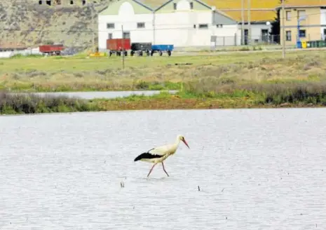  ??  ?? Una cigüeña come en los arrozales de la estación biológica de Arguedas.