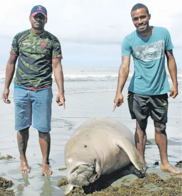  ?? Photo: Simione Haravanua ?? From left: Malelei Veidreyaki and Vilikesa Karalo with the dead dugong at Kiuva beach, Tailevu, on May 20, 2018.