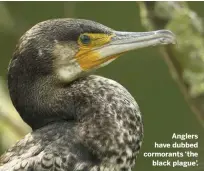  ?? wildlifele­tters@immediate.co.uk ?? Anglers have dubbed cormorants ‘the black plague’.