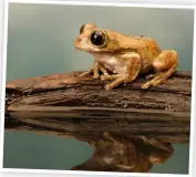  ??  ?? This frog was photograph­ed in a specialist macro studio with studio flashes fitted with softboxes and a huge light for the water