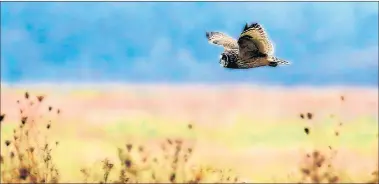  ?? KEN MURPHY ?? A short-eared owl flies Nov. 23 along the Group 63 Trail near Henslow at Midewin National Tallgrass Prairie.