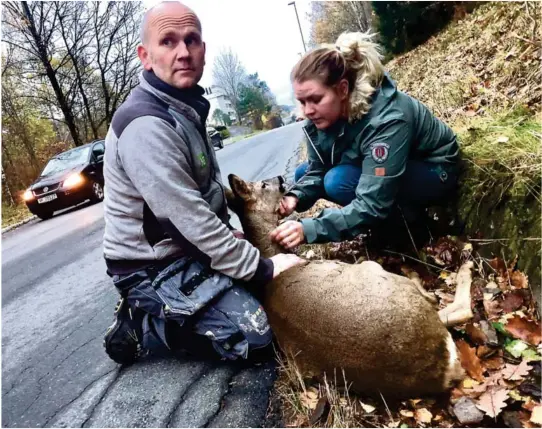  ?? FOTO: ARNE INGMAR EGGEN ?? OMSORG: Mens Frode Jamth og Stine Rosseland holder hodet til det sterkt skadde dyret i hendene mens de i morgentime­ne i går ventet på viltnemnda i Arendal.