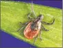  ?? James Gathany / Associated Press ?? A deer tick, also known as a black-legged tick, which spreads Lyme disease from deer or white-legged mice to people.