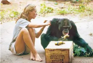  ??  ?? JANE GOODALL grooms a banana-loving David Greybeard in Tanzania.