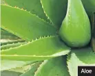  ??  ?? Aloe