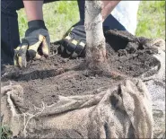  ?? PHOTO BY MELINDAMYE­RS.COM ?? When planting, the tree’s root flare should always be at or slightly above the soil surface.