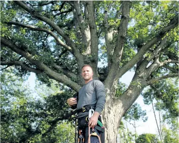 ?? ALLAN BENNER/POSTMEDIA NEWS ?? Arborist Trevor Pachkowski is putting together a team of arborists from across the province to ensure an ancient white oak tree at Lyon's Creek Cemetery remains healthy for centuries to come, on Thursday.