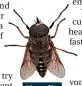  ?? ?? Horsefly