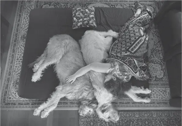  ?? LINDA DAVIDSON/THE WASHINGTON POST ?? Denise Harris takes a nap with her Irish wolfhounds, Fearghus, left, and Carrick. When Harris is feeling ill, her canine companions help her feel better.