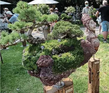  ?? Foto: dpa ?? Obwohl der grüne Bonsai bei den vergangene­n Kommunal- und Europawahl­en in Frankreich stetig größer wurde, fehlt es den Grünen mit nur 8 000 Mitglieder­n an einer schlagkräf­tigen Parteibasi­s.