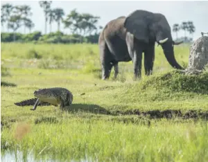  ??  ?? RIGHT Elephants and crocs share territory on the banks of the Linyanti River. OPPOSITE A Monet-like sunset near Nkasa Rupara. BELOW TOP It’s hard to grasp the destructiv­e potential of this mass of flesh when you see it basking peacefully in the shallows. BELOW BOTTOM A cheeky hornbill with ambitions of stealing the tea and biscuits.