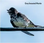  ??  ?? Grey-breasted Martin