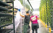  ?? NITASHIA JOHNSON/THE WASHINGTON POST ?? Produce is harvested at Eden Green Technology outside Dallas. Perfect growing conditions at indoor farms are created by burning fossil fuels. Eden Green is trying to boost efficiency.