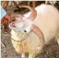  ?? APP ?? A vendor showing a sheep having four horns as he waits for customers at an animal market in Faisalabad on Friday. —