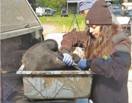  ?? BRUCE SCRUTON/NEW JERSEY HERALD ?? Wildlife worker Kaitlyn Barone attaches an official ear tag to a bear brought to the Whittingha­m check station on Oct. 9, the opening day of the black bear archery season in New Jersey. The bear was killed on private property in Andover Township.