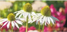  ?? GETTY IMAGES ?? Successful in a three-year trial that ended last year: Echinacea ‘Fragrant Angel.’