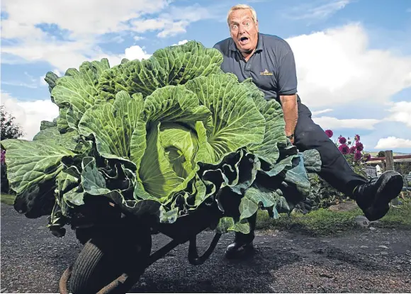  ??  ?? ■ Bryan’s huge five-foot cabbage is big enough for 300 servings of soup.