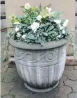  ??  ?? Winter container with helleborus, cyclamen, fern, viola and ivy