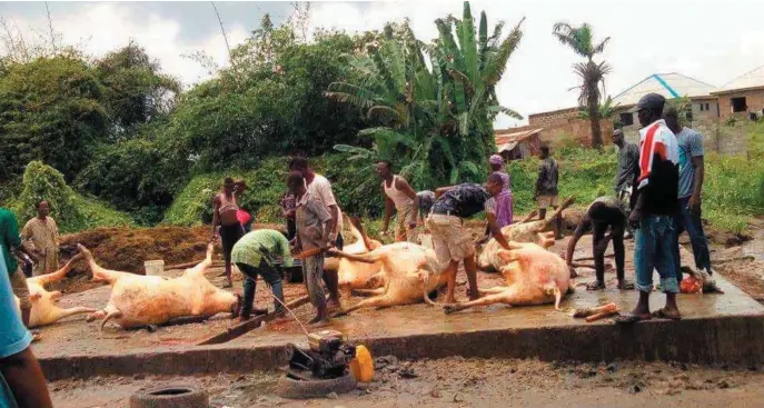  ??  ?? Ensuring steady food supply in Ifo, Ogun State